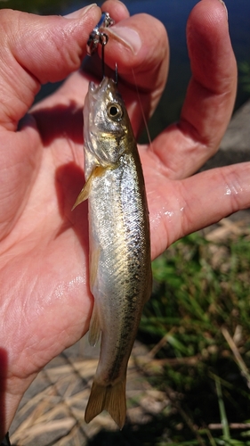 アブラハヤの釣果