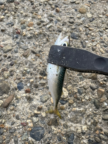 サバの釣果