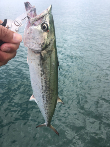 サゴシの釣果