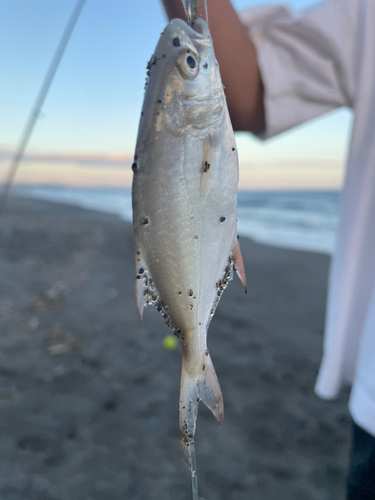 コバンアジの釣果