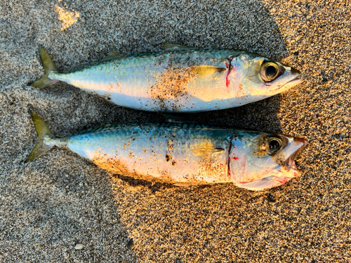 サバの釣果