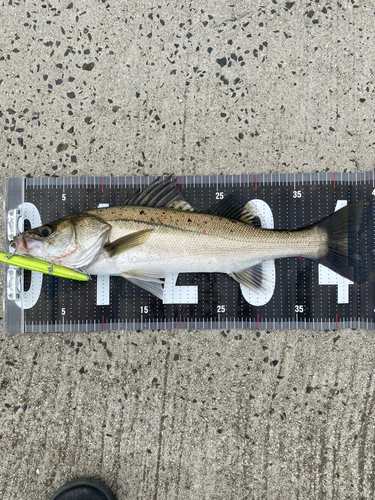 シーバスの釣果