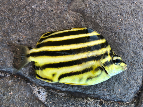 カゴカキダイの釣果