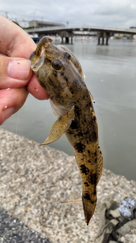 ウロハゼの釣果