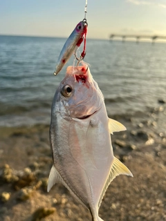 ガーラの釣果