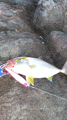 スマガツオの釣果