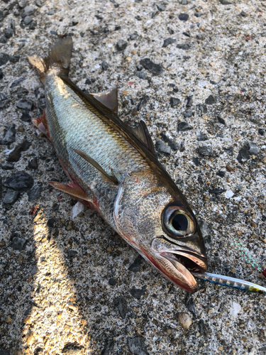 クロムツの釣果