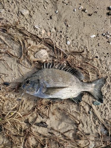 チヌの釣果