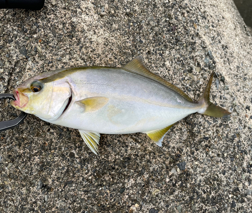 ショゴの釣果