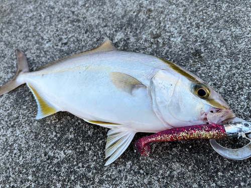 シオの釣果