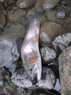 ニジマスの釣果