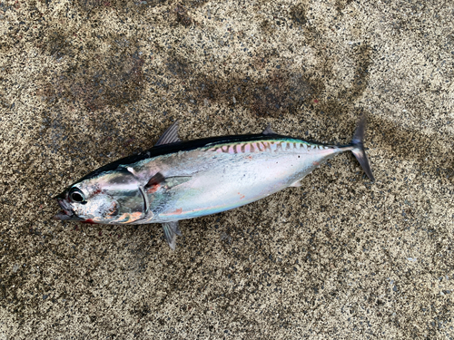 ソウダガツオの釣果