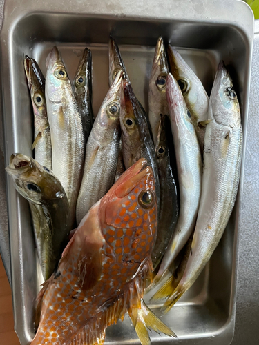 カマスの釣果