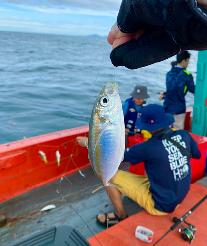 ホソヒラアジの釣果