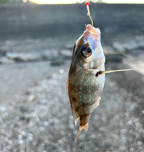 チャリコの釣果