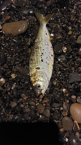 コノシロの釣果