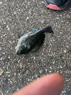 メジナの釣果