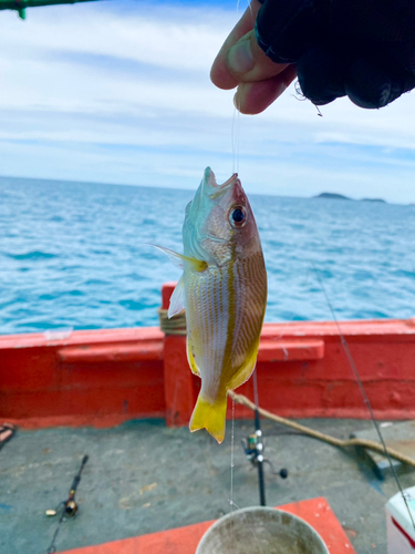 タテフエダイの釣果