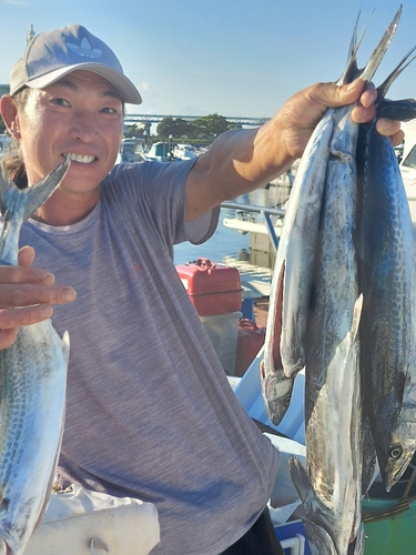 サワラの釣果