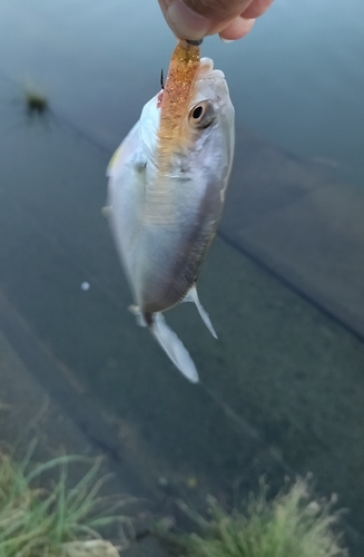 メッキの釣果