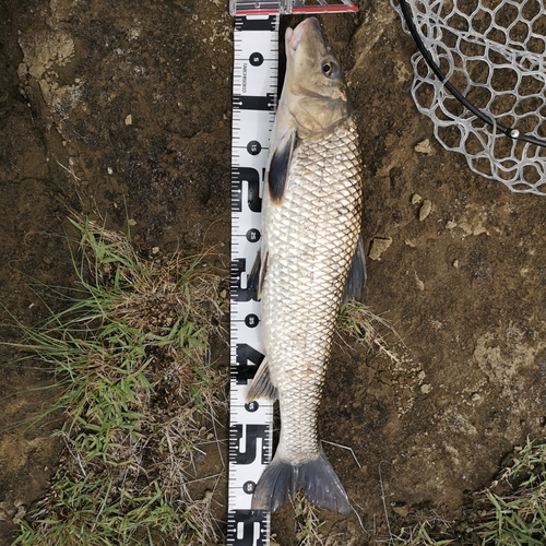 ニゴイの釣果