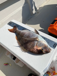 マダイの釣果