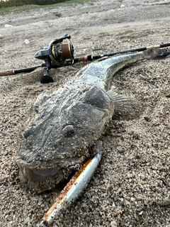 コチの釣果