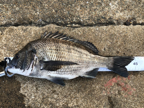 チヌの釣果