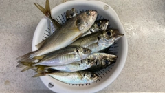 アジの釣果