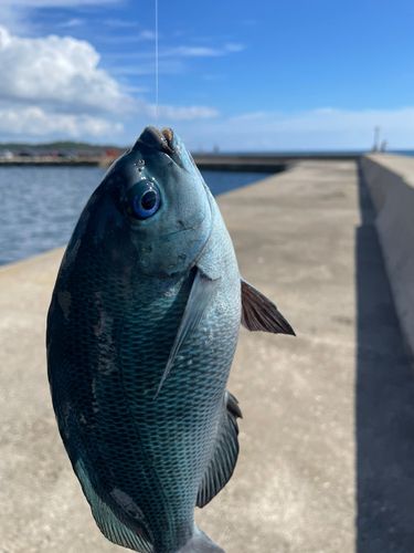 メジナの釣果