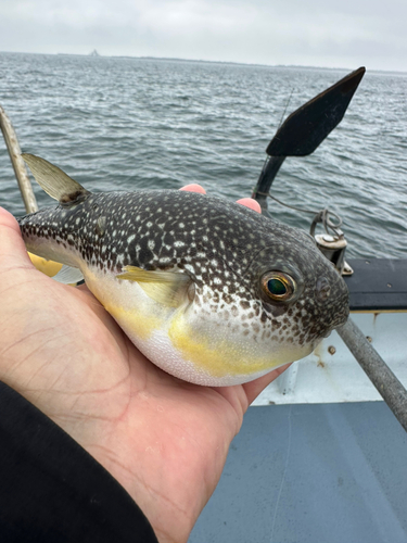 ショウサイフグの釣果