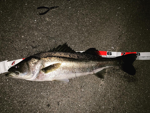 スズキの釣果