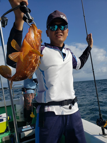 アコウの釣果