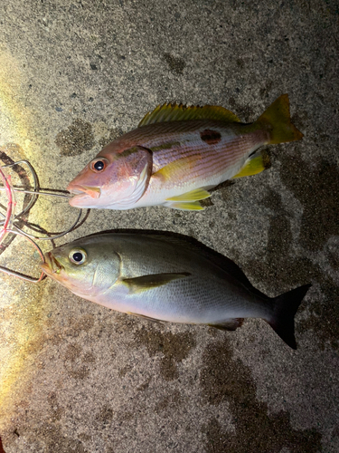 イサキの釣果