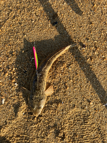 マゴチの釣果