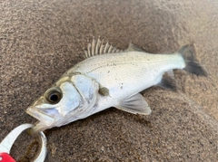 セイゴ（ヒラスズキ）の釣果