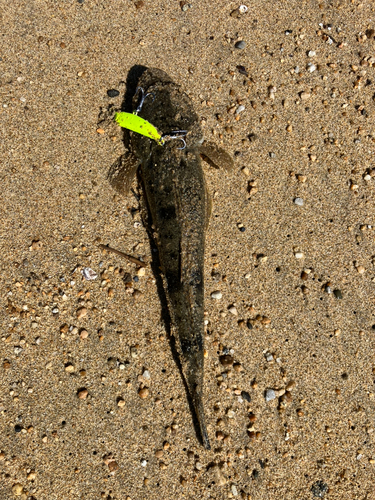 マゴチの釣果