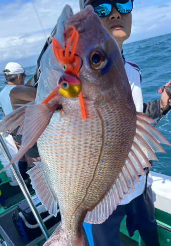 マダイの釣果