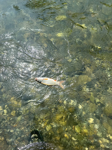 ウグイの釣果