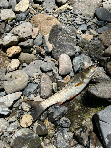 ウグイの釣果