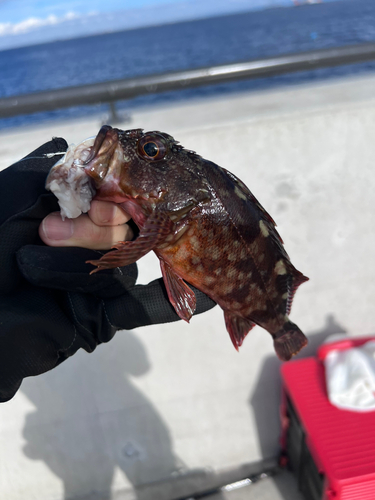 カサゴの釣果