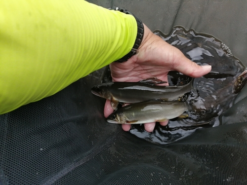 アユの釣果