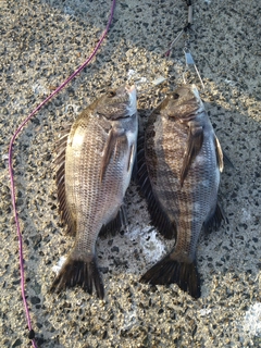 クロダイの釣果