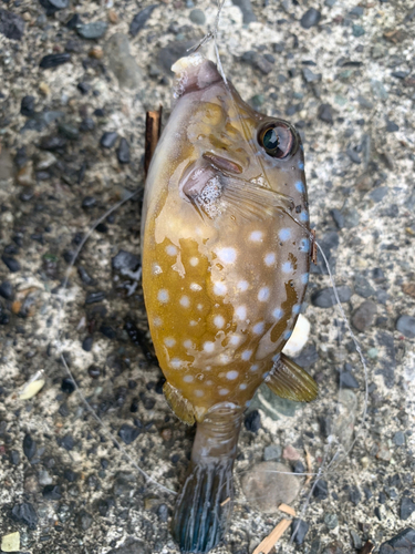 ハコフグの釣果