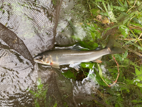 アユの釣果