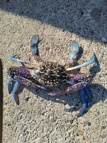 タイワンガザミの釣果