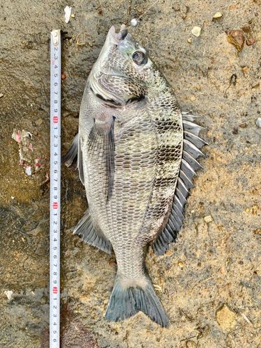 クロダイの釣果