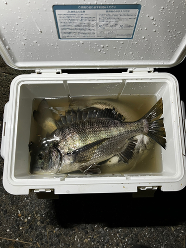 チヌの釣果