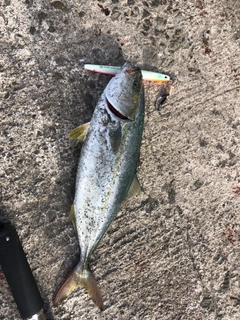 ツバスの釣果