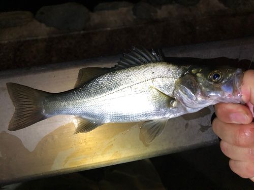 セイゴ（マルスズキ）の釣果